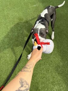 Pet Image